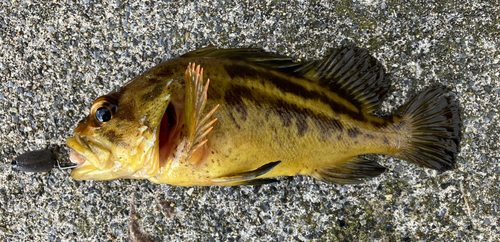 ソイの釣果