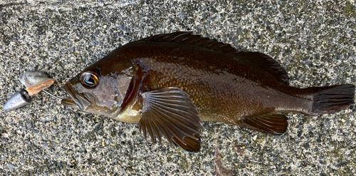 ガヤの釣果