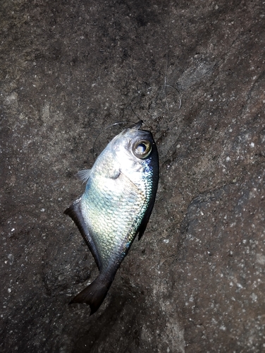 ハタンポの釣果