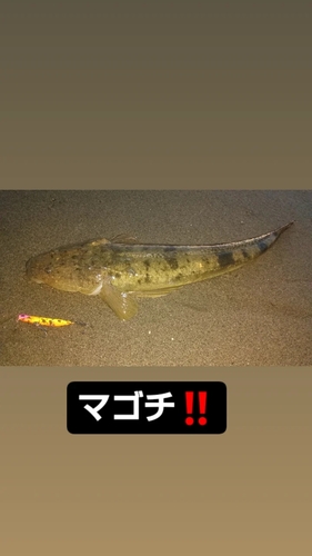 マゴチの釣果