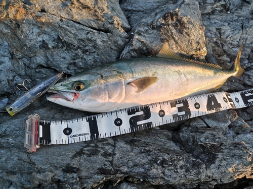 ハマチの釣果