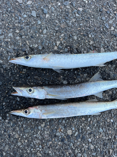 カマスの釣果