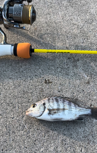 クロダイの釣果