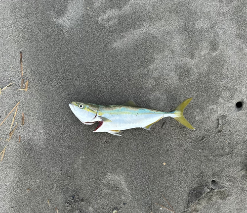 ワカシの釣果