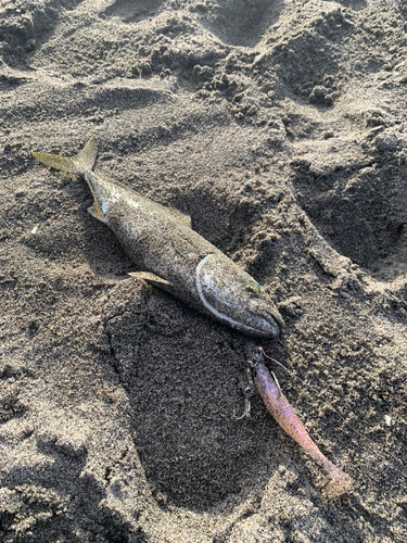 ワカシの釣果