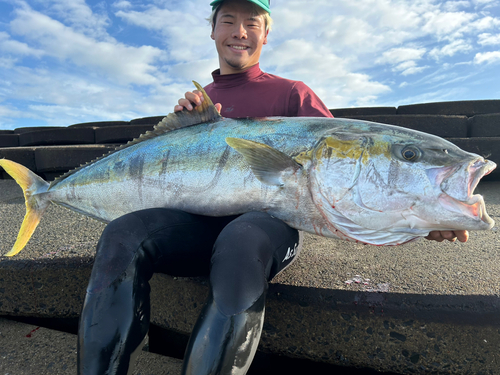 ヒラマサの釣果