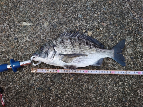 クロダイの釣果