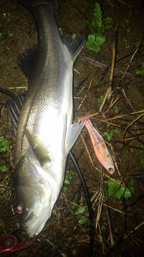 スズキの釣果