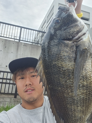 クロダイの釣果