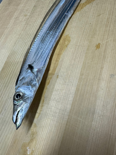 タチウオの釣果