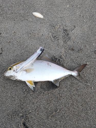 ショゴの釣果