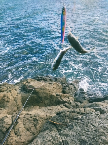 クサフグの釣果