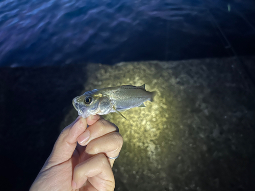 セイゴ（マルスズキ）の釣果