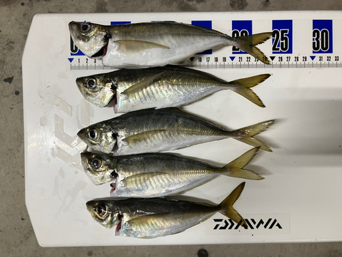 アジの釣果