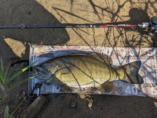 スモールマウスバスの釣果