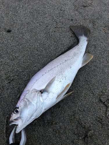 ニベの釣果