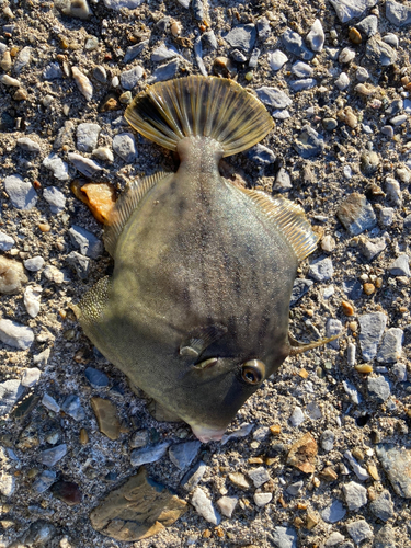 カワハギの釣果