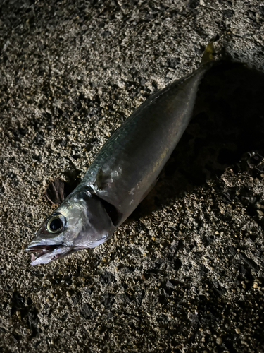 マサバの釣果