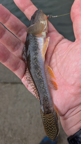 マハゼの釣果