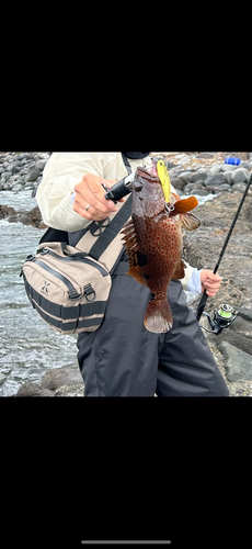 オオモンハタの釣果