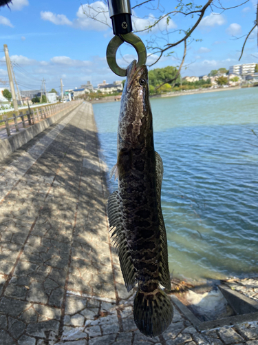 ライギョの釣果