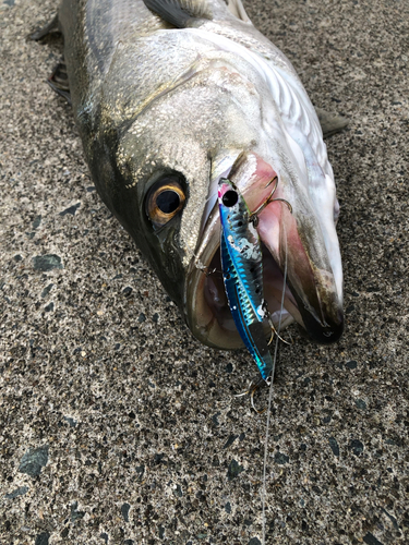 ウグイの釣果