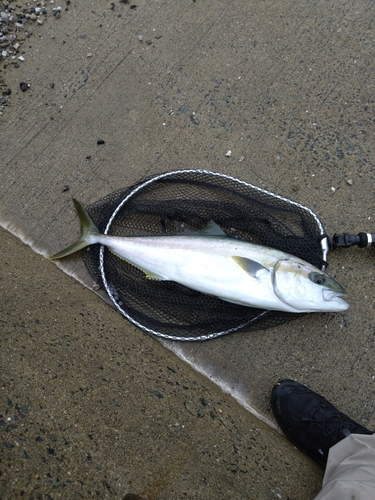 ブリの釣果