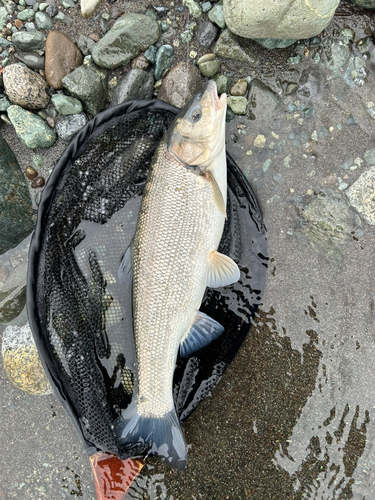 マルタウグイの釣果