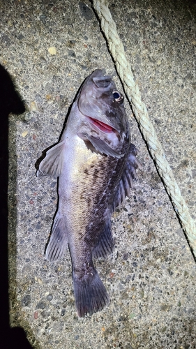 クロソイの釣果