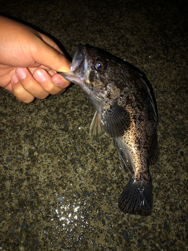 クロソイの釣果