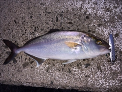 ネリゴの釣果