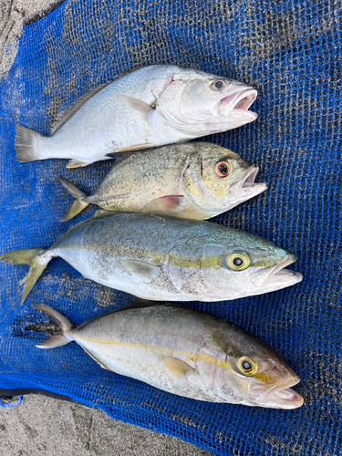 ショゴの釣果