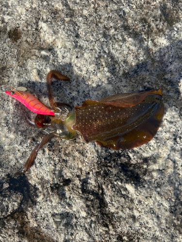 アオリイカの釣果