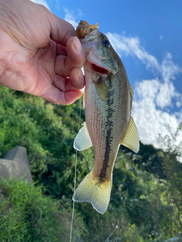 ラージマウスバスの釣果