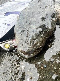 マゴチの釣果