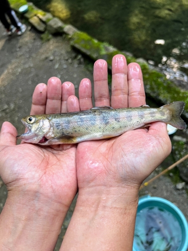 ヤマメの釣果