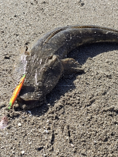 コチの釣果