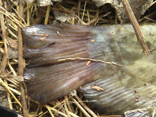 ナマズの釣果