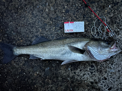 シーバスの釣果