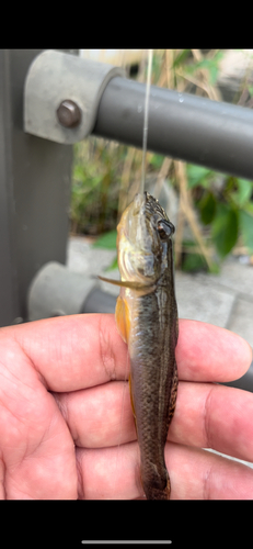 マハゼの釣果