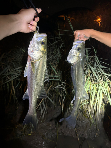 シーバスの釣果