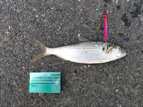 コノシロの釣果