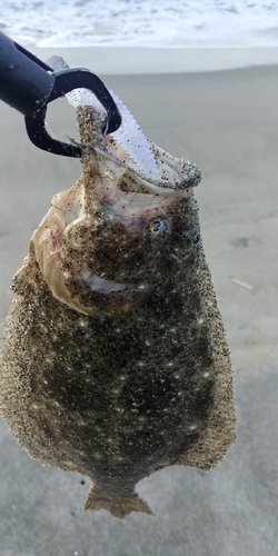 ソゲの釣果