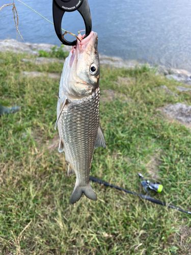 ニゴイの釣果