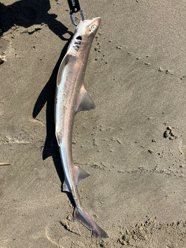 ホシザメの釣果