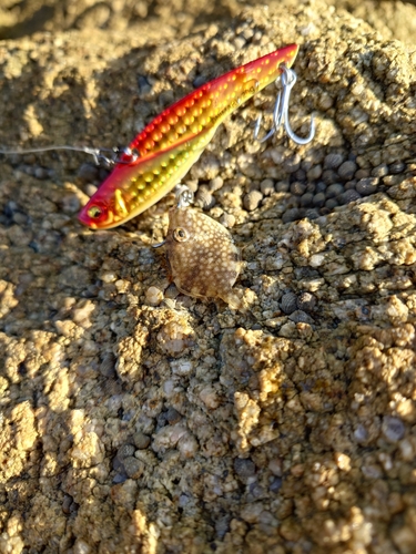 カワハギの釣果