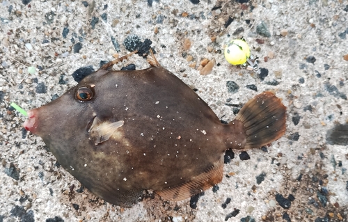 カワハギの釣果