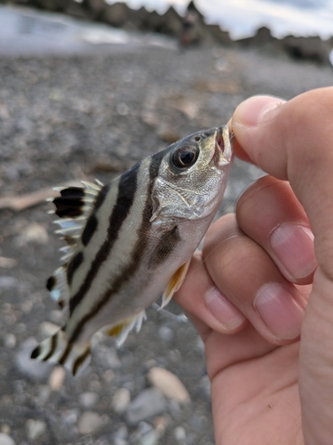 コトヒキの釣果