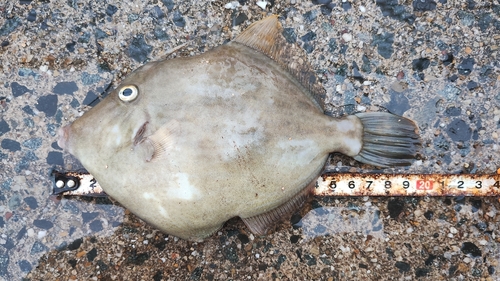 カワハギの釣果