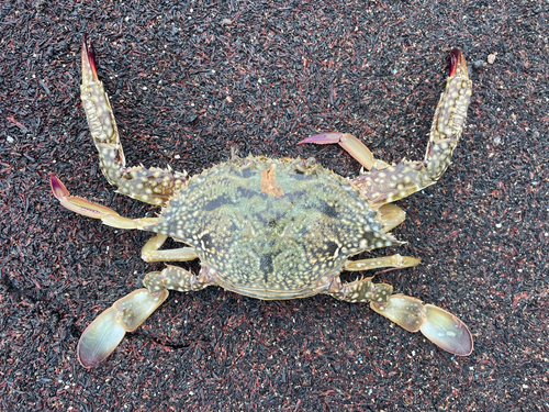 カニの釣果